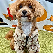 Hunter is registered to the contest to win money with this photo: dog, pet, fur, cute, jacket, clothing, indoor, carpet, green, brown, white, animal, portrait, sitting, background, decor, fall, autumn, adorable, fluffy