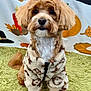 dog, pet, fur, cute, jacket, clothing, indoor, carpet, green, brown, white, animal, portrait, sitting, background, decor, fall, autumn, adorable, fluffy