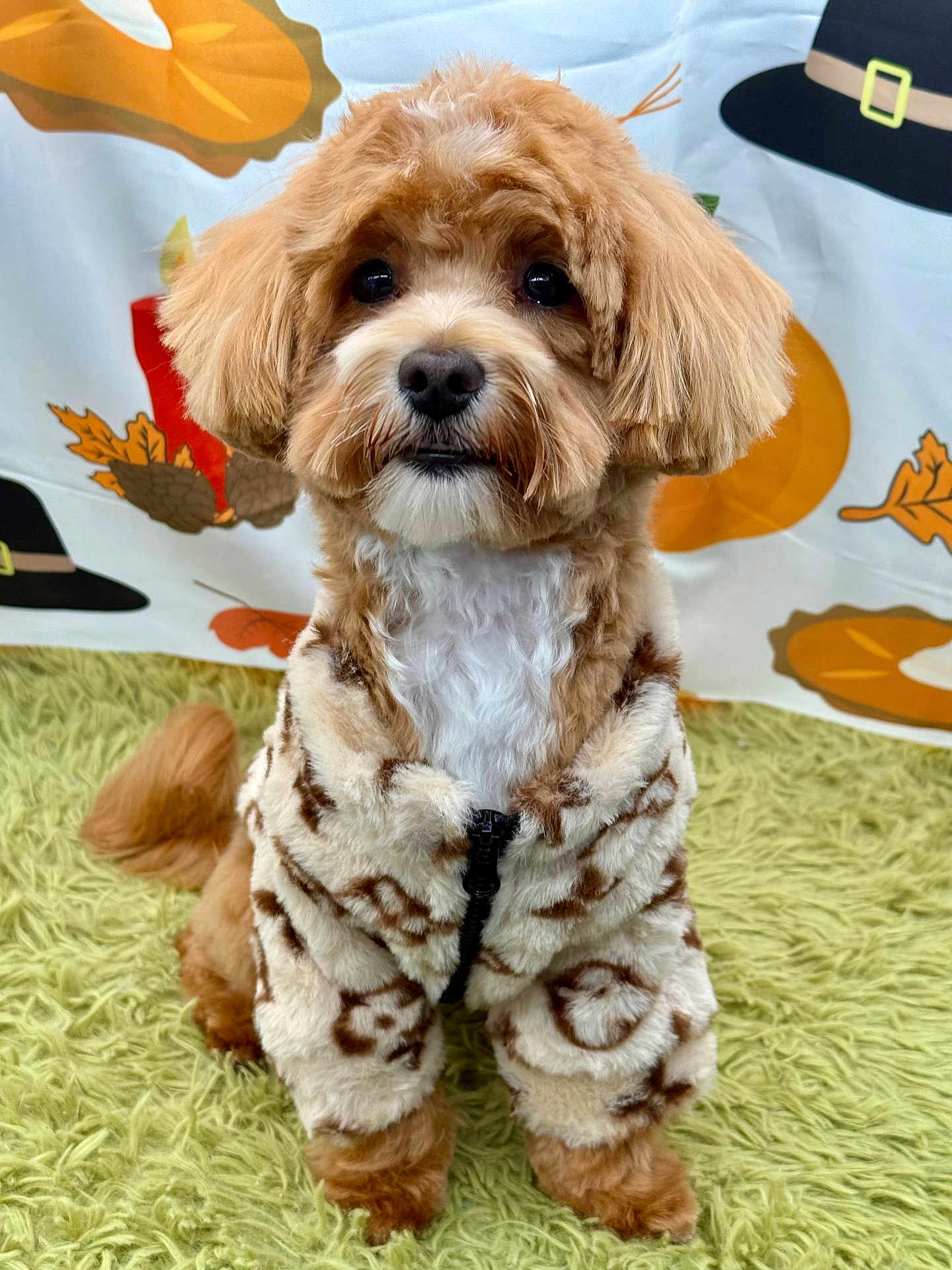 Hunter is registered to the contest to win money with this photo: dog, pet, fur, cute, jacket, clothing, indoor, carpet, green, brown, white, animal, portrait, sitting, background, decor, fall, autumn, adorable, fluffy