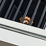 Hunter is registered to the contest to win money with this photo: dog, balcony, bars, pet, fur, curious, outdoor, head, animal, brown, white, railing, face, looking, daylight, window, building, cute, guard, small