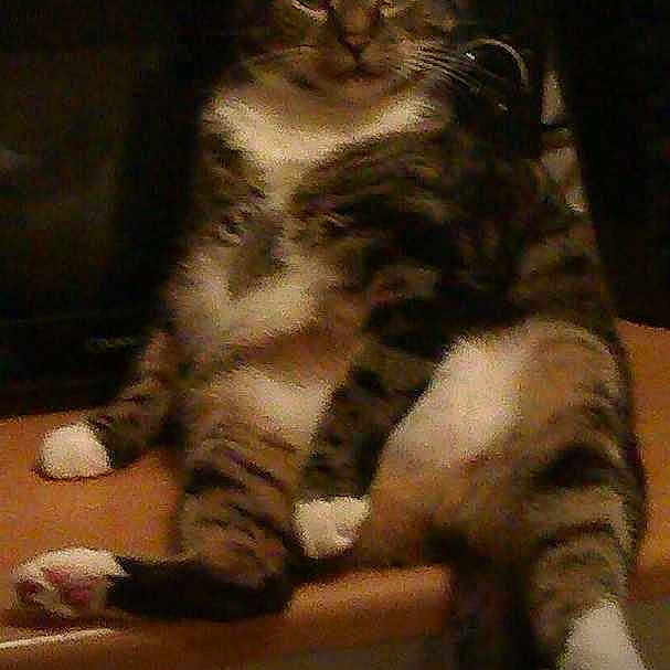 Socks