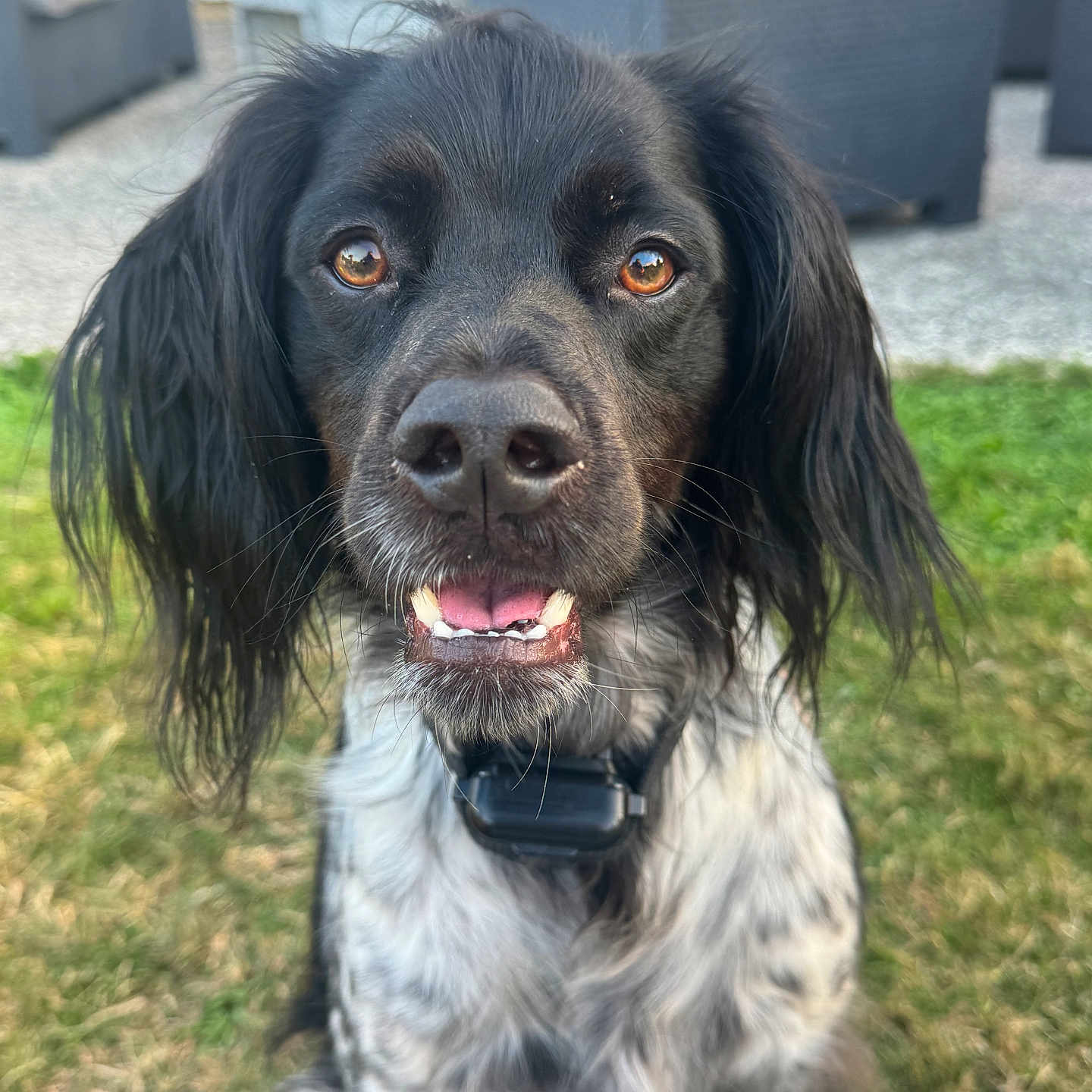 Paco participe au concours pour gagner de l'argent avec cette photo : animal, backyard, black_ears, closeup, collar, daylight, dog, ears, face, furniture, furry, grass, happy, mouth, outdoor, pet, sitting, smiling, teeth, white_spotted_coat