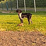 Paco a rejoint le concours — aidez-le/la à gagner de superbes lots ! dog, grass, toy, outdoor, sunlight, fence, trees, pet, animal, daytime, playful, nature, field, black_and_white, canine, happy, standing, rural, sunny, leisure