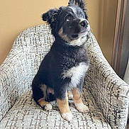 Ruger is registered to the contest to win money with this photo: puppy, dog, black_fur, tan_fur, white_fur, sitting, armchair, indoor, looking_up, pet, cute, furry, young_dog, patterned_furniture, cozy, adorable, animal, companion, domestic_animal, friendly