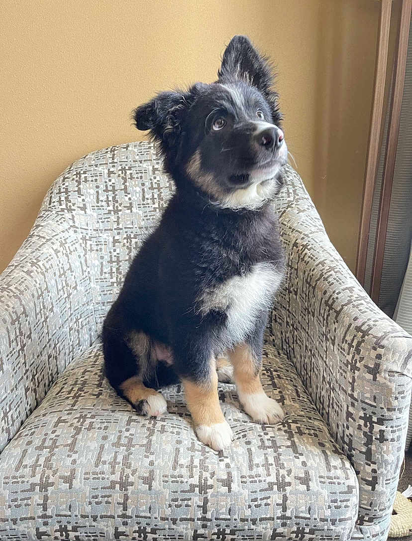 Ruger