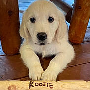 Koozie is registered to the contest to win money with this photo: adorable, animal, brown, carved_wood, close_up, cute, dog, eyes, golden_retriever, indoor, light_fur, looking_at_camera, name_tag, paws, pet, puppy, resting, wooden_floor, wooden_furniture, young_dog