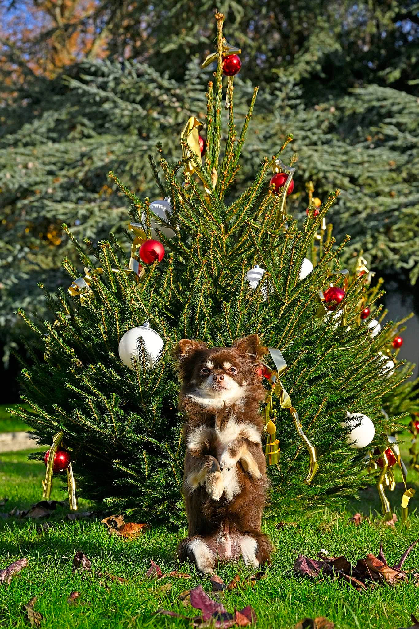 James a rejoint le concours — aidez-le/la à gagner de superbes lots ! botany, christmas_ornament, evergreen, fawn, flower, flowering_plant, grass, groundcover, holiday_ornament, lawn_ornament, leaf, nature, ornament, people_in_nature, plant, shrub, terrestrial_plant, tree, vegetation, woody_plant