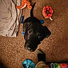 puppy, dog, black_dog, carpet, toy, stuffed_animal, donut_toy, colorful, playful, indoor, feet, sock, pants, curious, looking_up, pet, cute, animal, floor, cozy