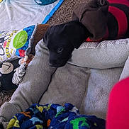 Brutus is registered to the contest to win money with this photo: