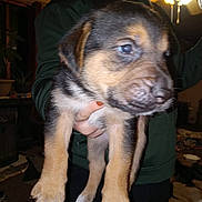 Copper joined the competition — help win amazing prizes! puppy, dog, animal, pet, indoor, person, hand, clothing, hoodie, brown, black, tan, fur, young, cute, living_room, lamp, furniture, carpet, window