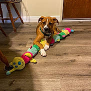Sadie is registered to the contest to win money with this photo: dog, puppy, toy, plush_toy, caterpillar_toy, floor, wooden_floor, indoor, furniture, chair, door, brown_dog, white_paws, collar, pet, animal, cute, playful, resting, home