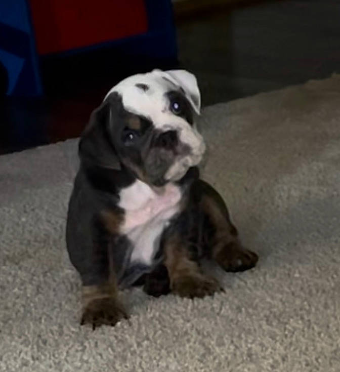 Nala is registered to the contest to win money with this photo: canidae, carnivore, collar, comfort, companion_dog, dog, dog_breed, dog_collar, fawn, fur, molosser, non_sporting_group, paw, pet_supply, snout, sporting_group, tail, terrestrial_animal, working_animal, working_dog