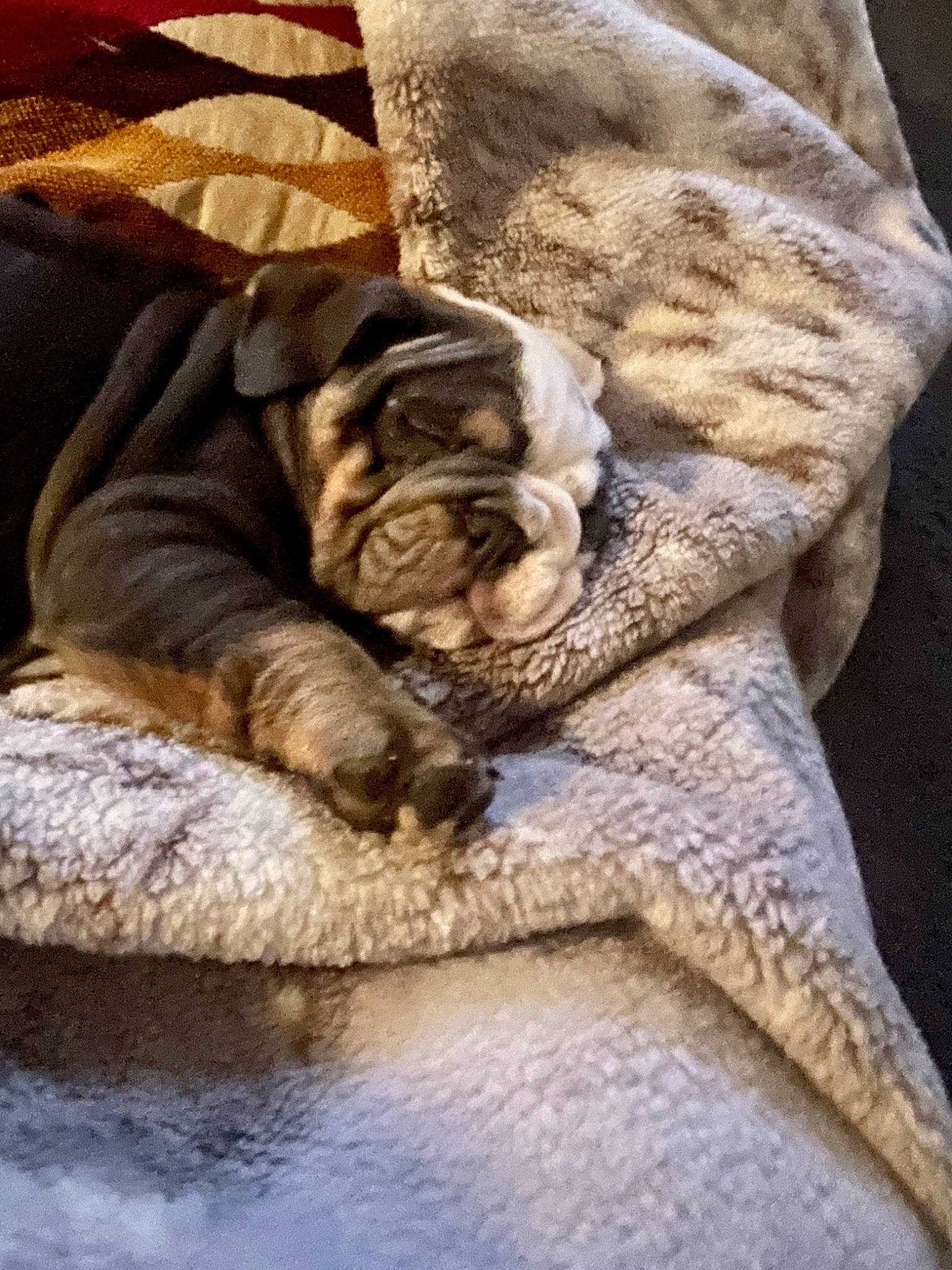 Nala is registered to the contest to win money with this photo: bedding, carnivore, comfort, companion_dog, dog_breed, fawn, felidae, fur, linens, nap, paw, small_to_medium_sized_cats, snout, sporting_group, tail, terrestrial_animal, whiskers, wildlife, wood, wrinkle