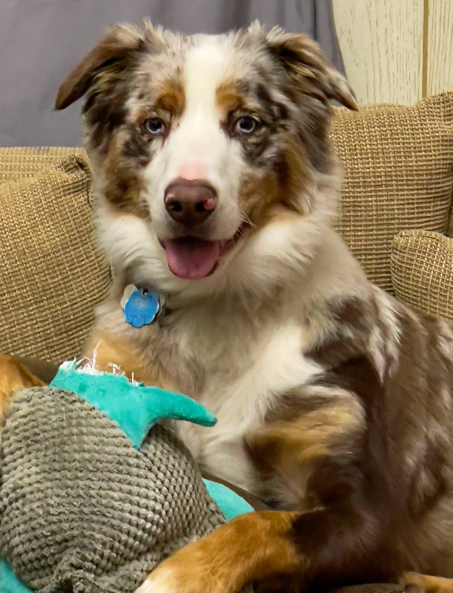 Oakly is registered to the contest to win money with this photo: australian_collie, australian_shepherd, ball, border_collie, canidae, carnivore, companion_dog, dog, dog_breed, fur, herding_dog, miniature_australian_shepherd, plant, snout, sporting_group, terrestrial_animal, whiskers, working_dog