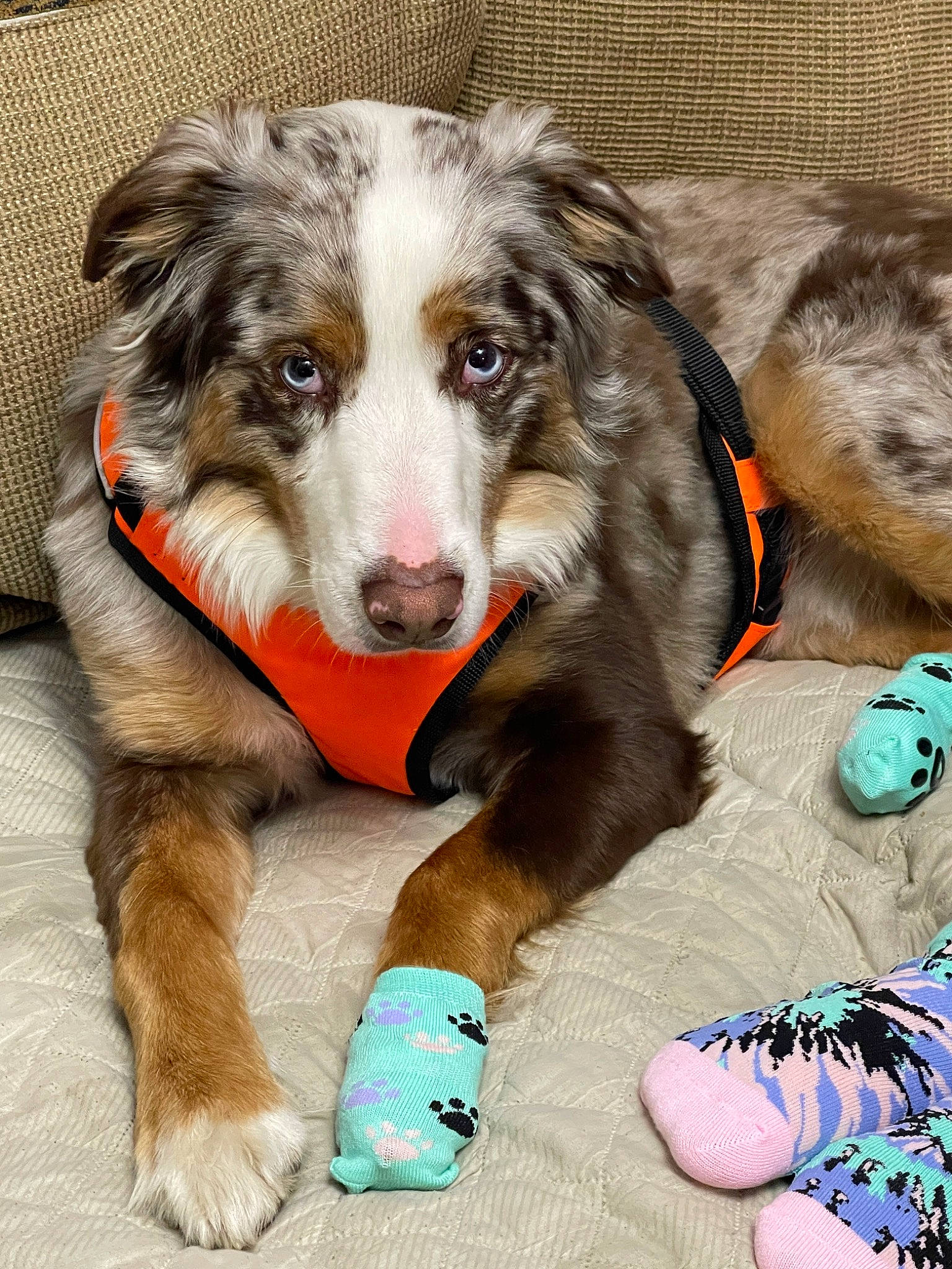 Oakly joined the competition — help win amazing prizes! carnivore, collar, companion_dog, dog, dog_breed, dog_supply, foot, fur, happy, herding_dog, human_leg, paw, snout, sporting_group, terrestrial_animal, working_dog