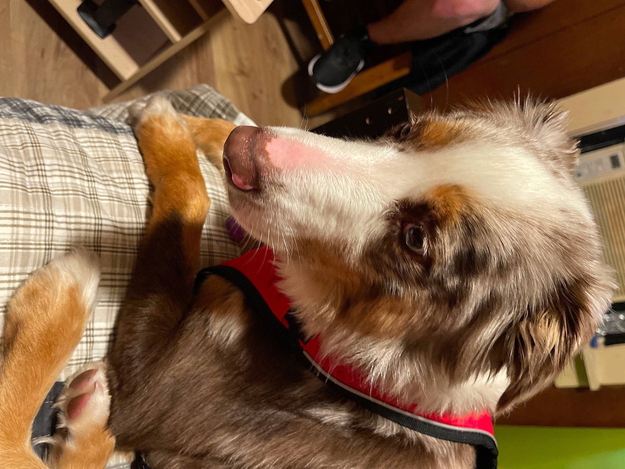 Oakly joined the competition — help win amazing prizes! canidae, carnivore, collar, companion_dog, dog, dog_breed, dog_collar, ear, fawn, felidae, flooring, fur, herding_dog, liver, paw, small_to_medium_sized_cats, snout, sporting_group, whiskers, working_animal