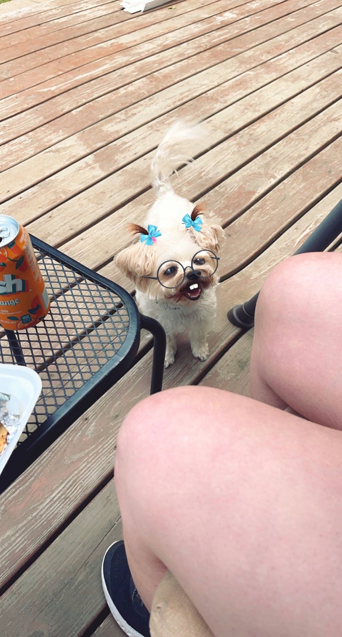 Baylee joined the competition — help win amazing prizes! camera, cameras_optics, carnivore, companion_dog, dog, dog_breed, eyewear, fawn, flooring, foot, human_leg, selfie, sporting_group, sunglasses, thigh, toy, toy_dog, vision_care, wing, wood