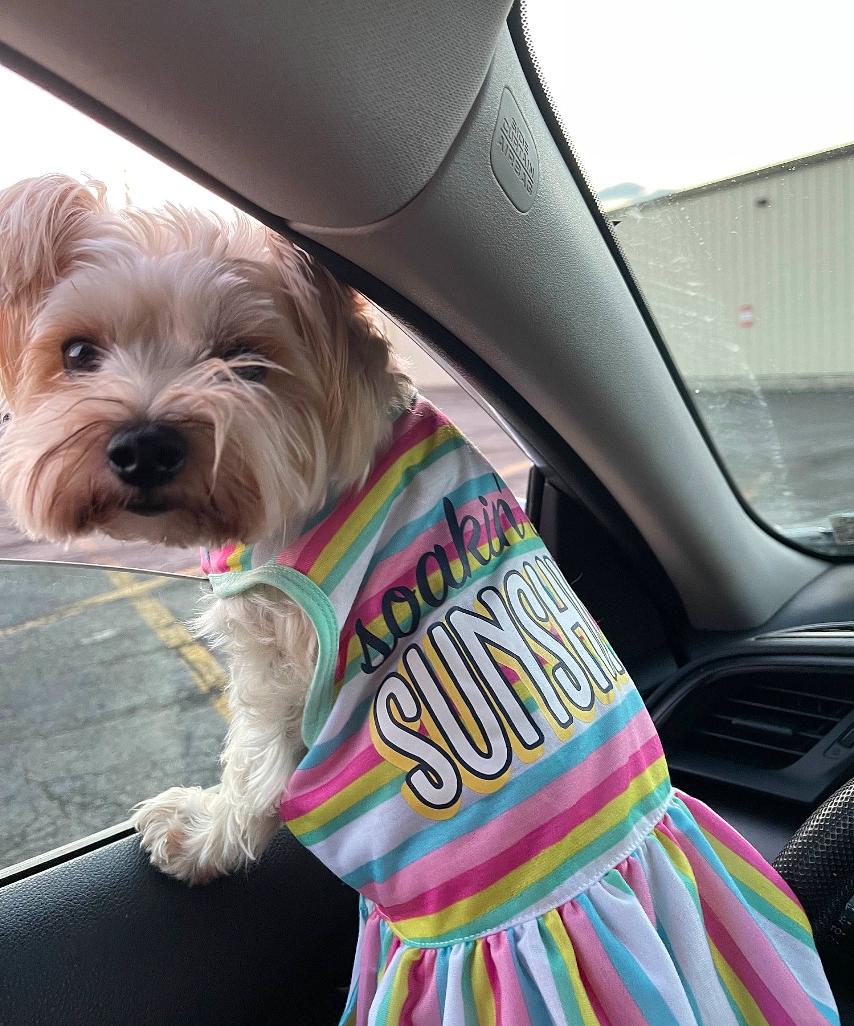 Baylee is registered to the contest to win money with this photo: auto_part, car, car_seat, car_seat_cover, carnivore, collar, companion_dog, dog, dog_breed, dog_supply, fashion_accessory, fawn, fur, liver, sporting_group, toy_dog, vehicle, vehicle_door, windshield, working_animal