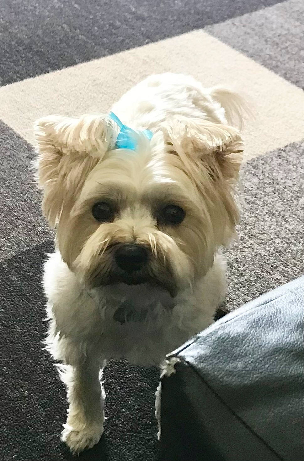 Baylee joined the competition — help win amazing prizes! biewer_terrier, canidae, carnivore, companion_dog, dog, dog_breed, dog_clothes, dog_collar, dog_supply, fur, maltepoo, plant, poodle_crossbreed, road_surface, small_terrier, snout, sporting_group, terrier, toy_dog, working_animal