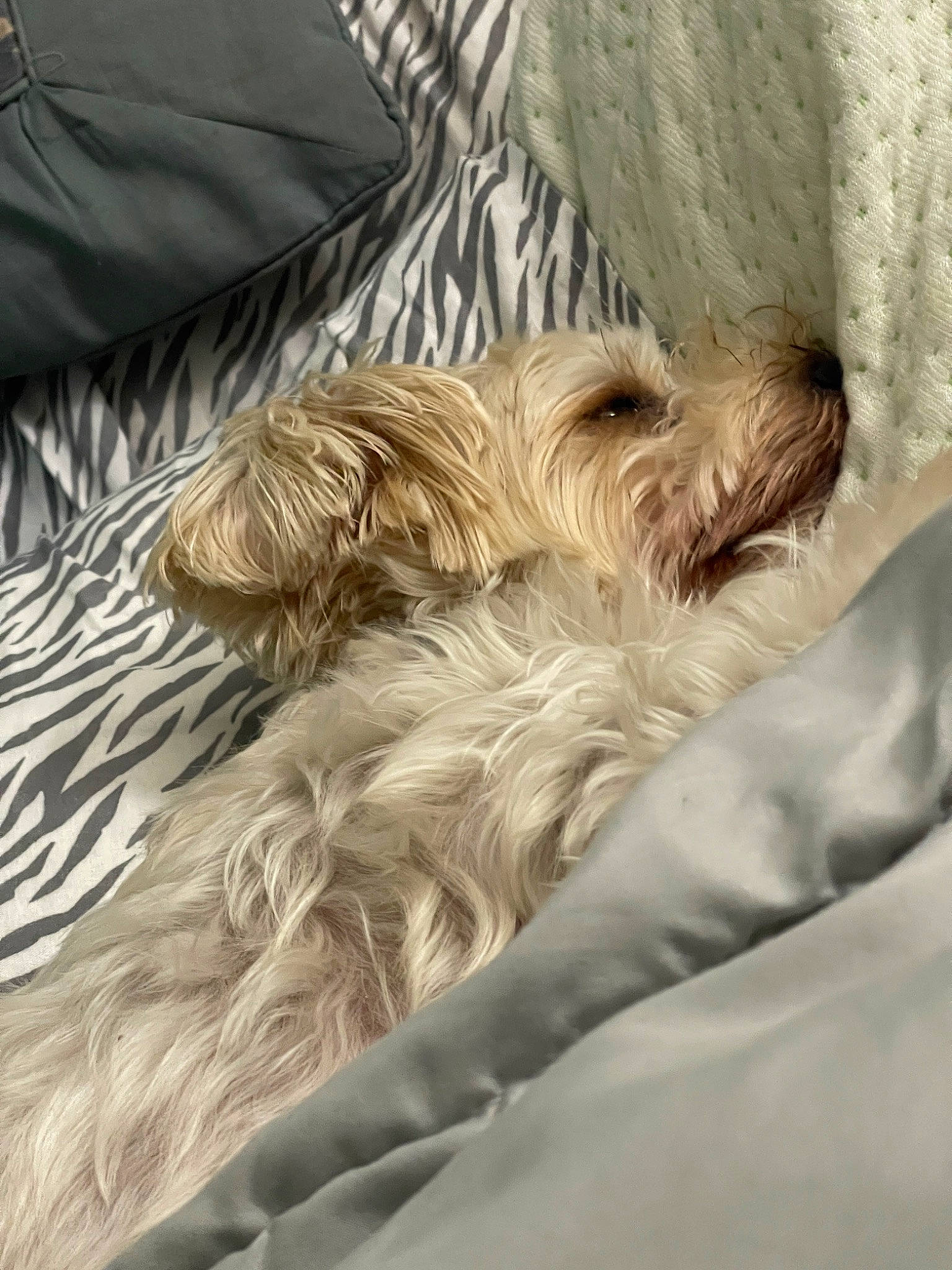 Baylee is registered to the contest to win money with this photo: bedding, canidae, carnivore, comfort, companion_dog, dog, dog_breed, duvet, fawn, fur, linens, liver, nap, non_sporting_group, snout, sporting_group, terrier, toy_dog, wood, working_animal