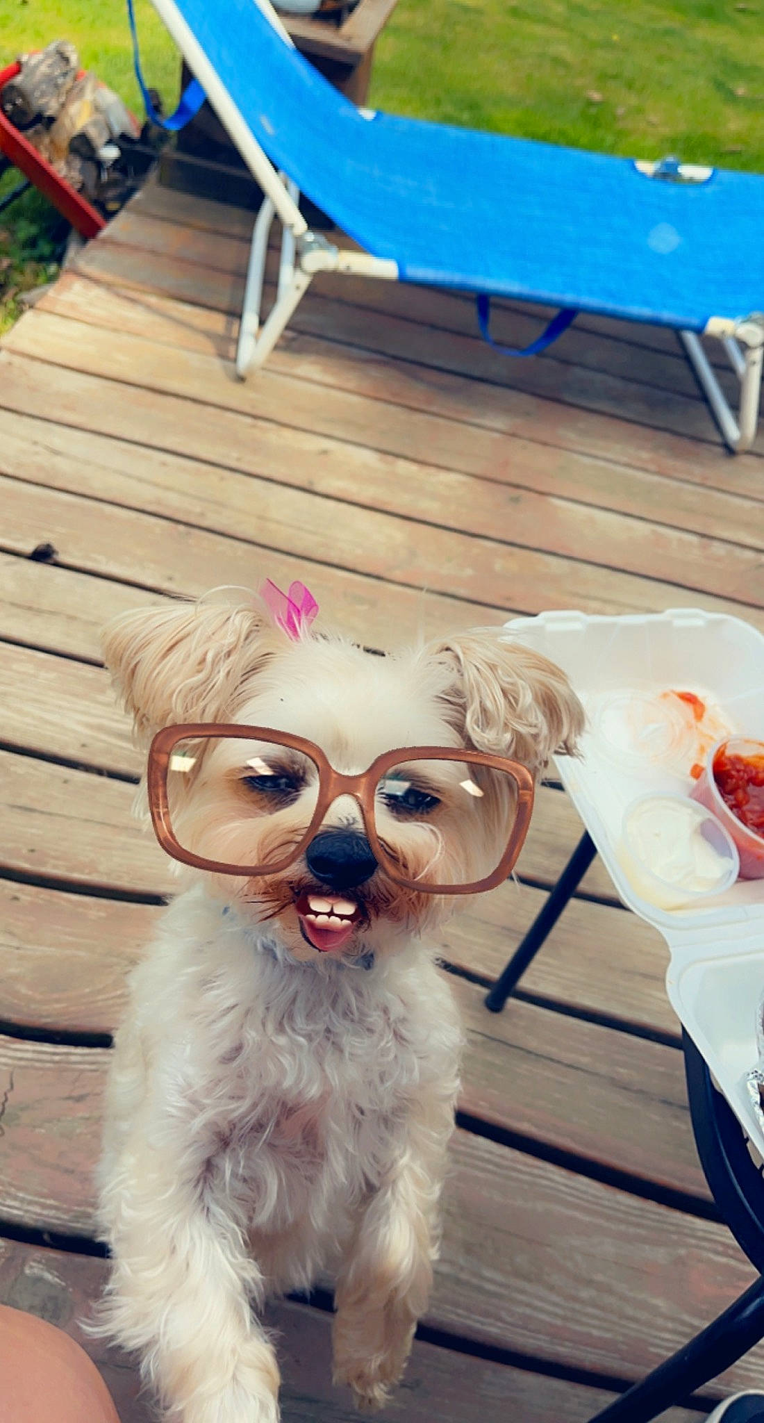 Baylee is registered to the contest to win money with this photo: beard, blue, companion_dog, dog_breed, dress, eyewear, fashion_accessory, fawn, fur, glasses, goggles, happy, leisure, moustache, personal_protective_equipment, summer, sunglasses, toy, vision_care, wood