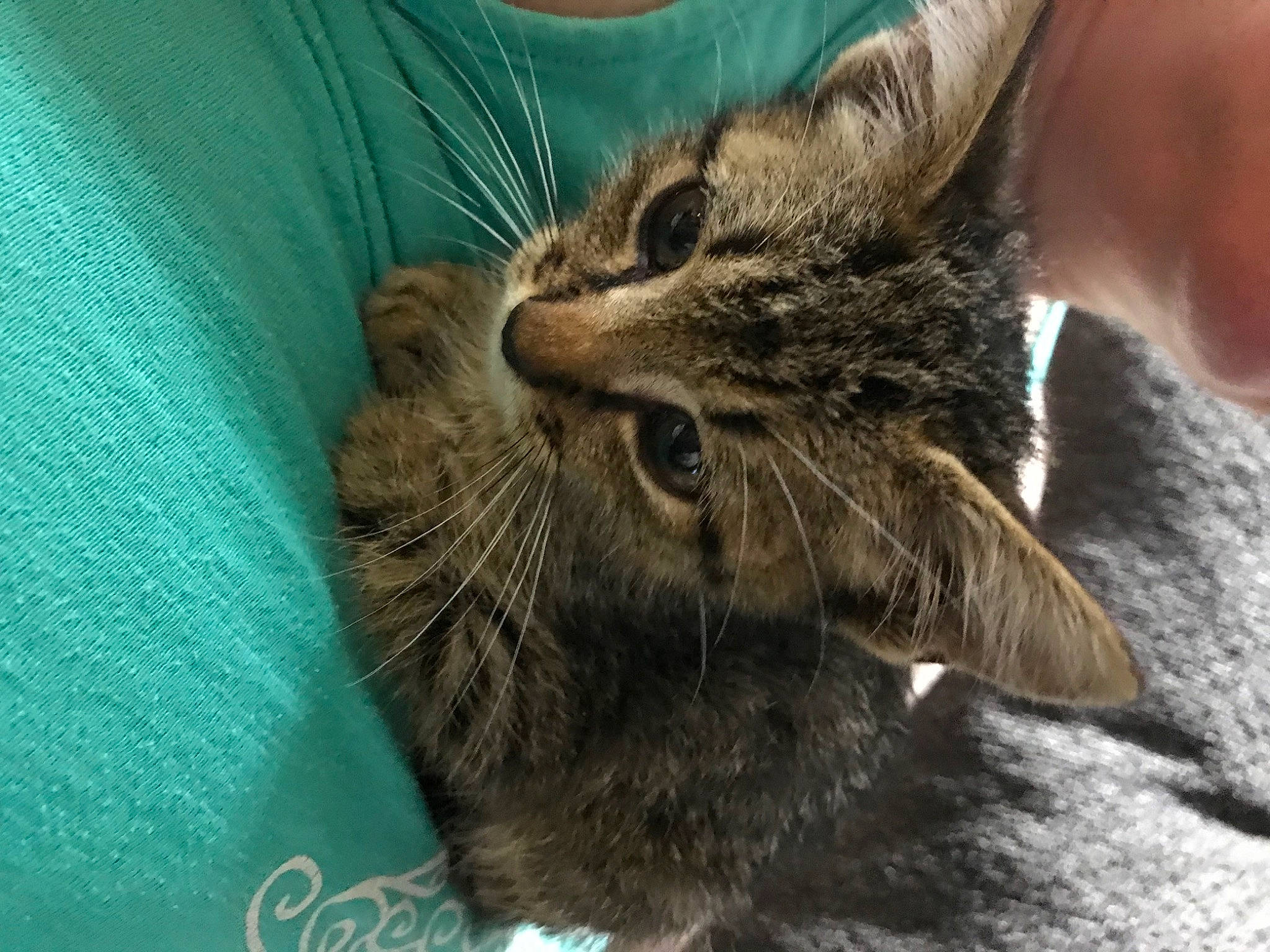 Chunky joined the competition — help win amazing prizes! carnivore, cat, claw, comfort, domestic_short_haired_cat, ear, felidae, fur, gesture, paw, small_to_medium_sized_cats, snout, terrestrial_animal, whiskers