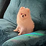dog, puppy, pomeranian, fluffy, white, sitting, couch, furniture, indoor, pet, animal, cute, small_dog, cozy, living_room, soft_texture, rainbow_reflection, calm, domestic, companion