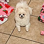 dog, pomeranian, white, fluffy, pet, animal, indoor, tile_floor, blanket, pink, red, green, cute, small_dog, fur, looking_at_camera, floor, cozy, resting, companion