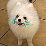 dog, pomeranian, puppy, white_fur, fluffy, toy, chew_toy, indoor, tile_floor, pet, animal, cute, small_dog, fur, playful, mouth, black_nose, eyes, standing, pet_toy