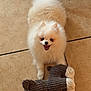 dog, pomeranian, toy, knitted_toy, floor, tile_floor, pet, smiling, happy, fluffy, small_dog, indoor, cute, animal, playful, fur, canine, companion, pet_toy, lying_down