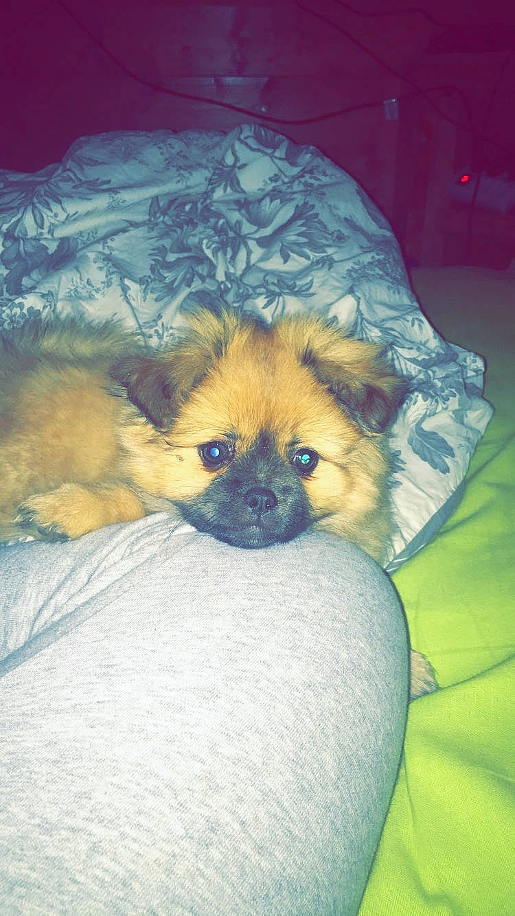 Rainette participe au concours pour gagner de l'argent avec cette photo : canidae, carnivore, companion_dog, dog, dog_breed, dog_supply, fawn, fur, liver, non_sporting_group, snout, sporting_group, terrestrial_animal, toy_dog, whiskers, working_animal