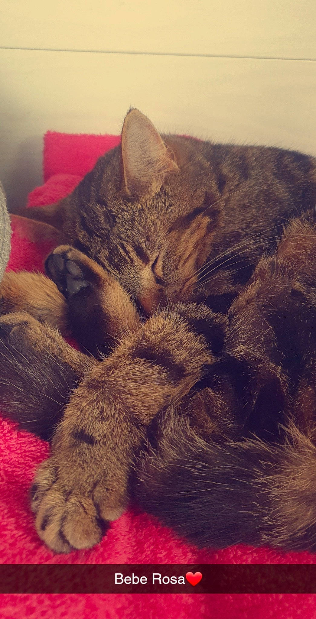 Rosalie participe au concours pour gagner de l'argent avec cette photo : carnivore, cat, claw, cloud, comfort, domestic_short_haired_cat, eye, fawn, felidae, fur, grey, human_leg, mountain, paw, sky, small_to_medium_sized_cats, tail, textile, vertebrate, whiskers