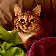 Princess Leia is registered to the contest to win money with this photo: cat, pet, indoor, blanket, cozy, feline, fur, resting, animal, cute, warm, comfort, closeup, face, ears, whiskers, tabby, striped, domestic_cat, snuggled