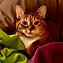 cat, pet, indoor, blanket, cozy, feline, fur, resting, animal, cute, warm, comfort, closeup, face, ears, whiskers, tabby, striped, domestic_cat, snuggled