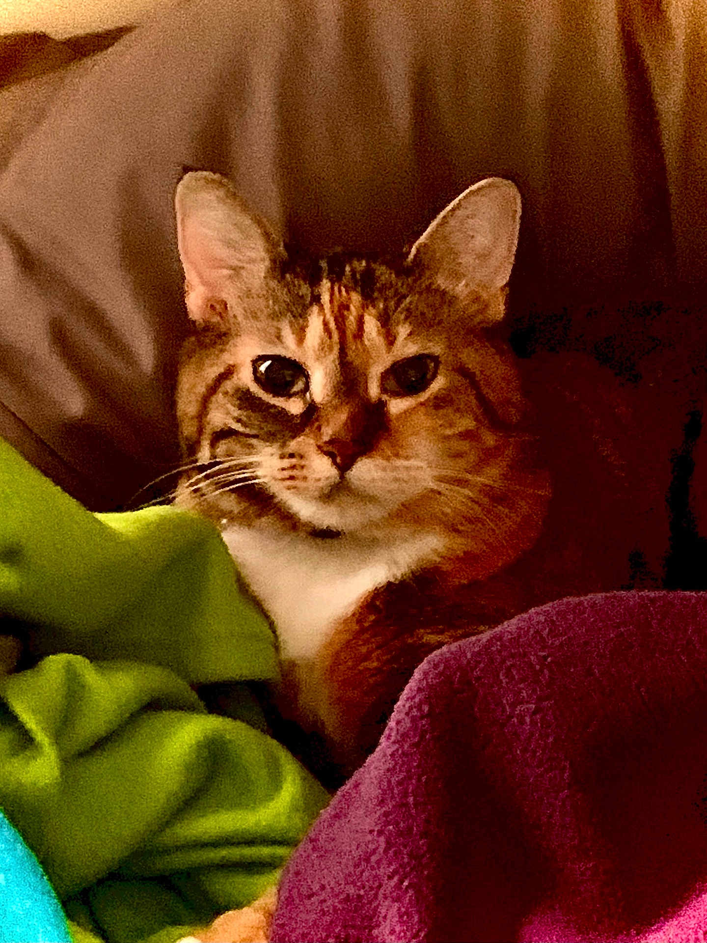 Princess Leia