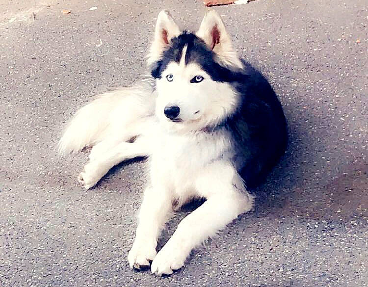Isis Et Louna a rejoint le concours — aidez-le/la à gagner de superbes lots ! ancient_dog_breeds, canidae, canis, carnivore, companion_dog, dog, dog_breed, foot, fur, happy, jaw, non_sporting_group, siberian_husky, sled_dog, snout, sporting_group, tail, terrestrial_animal, working_animal, working_dog