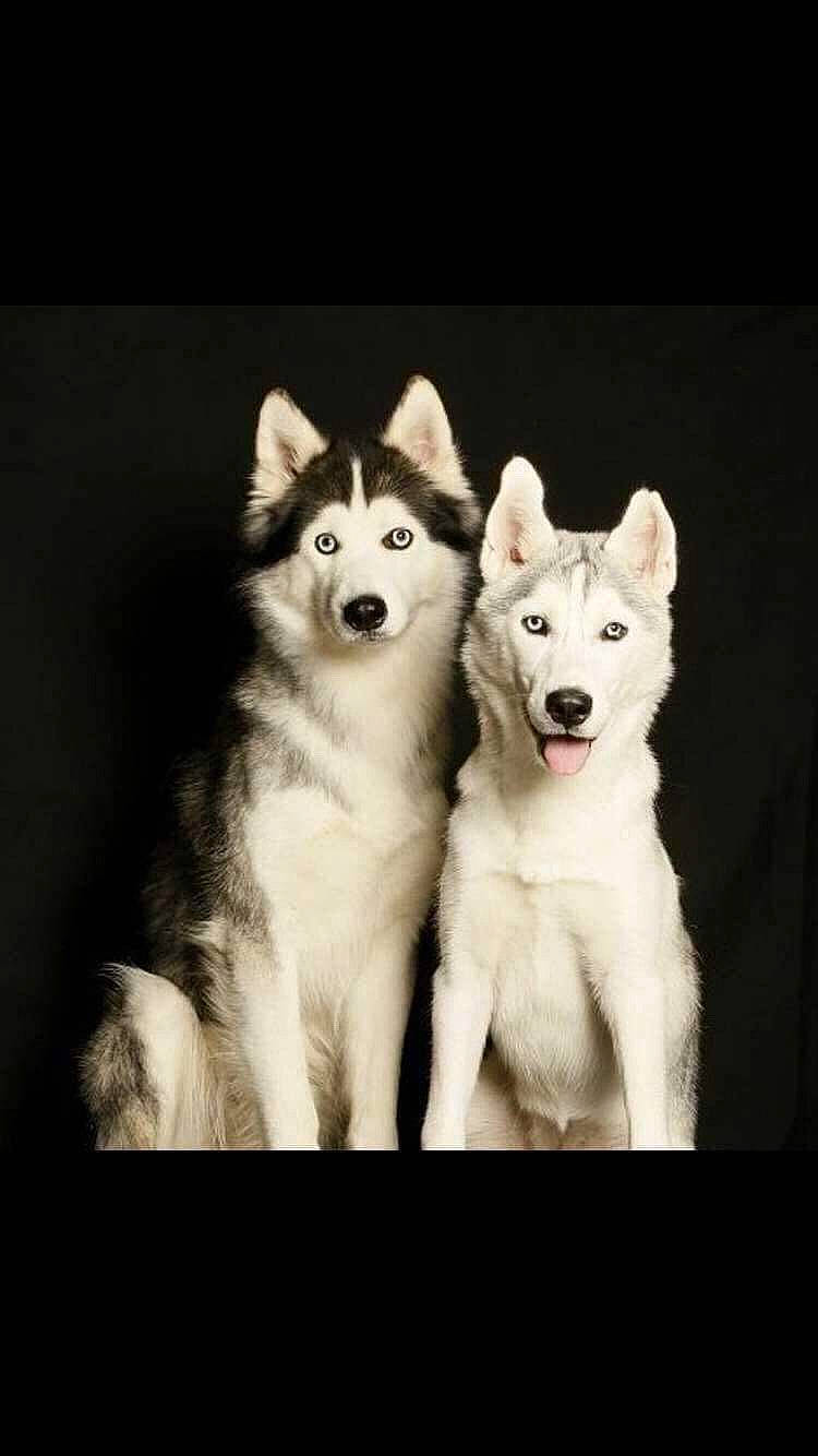 Isis Et Louna a rejoint le concours — aidez-le/la à gagner de superbes lots ! ancient_dog_breeds, art, canidae, canis, carnivore, companion_dog, darkness, dog, dog_breed, fur, monochrome, monochrome_photography, non_sporting_group, siberian_husky, sled_dog, snout, sporting_group, wildlife, wolf, working_dog