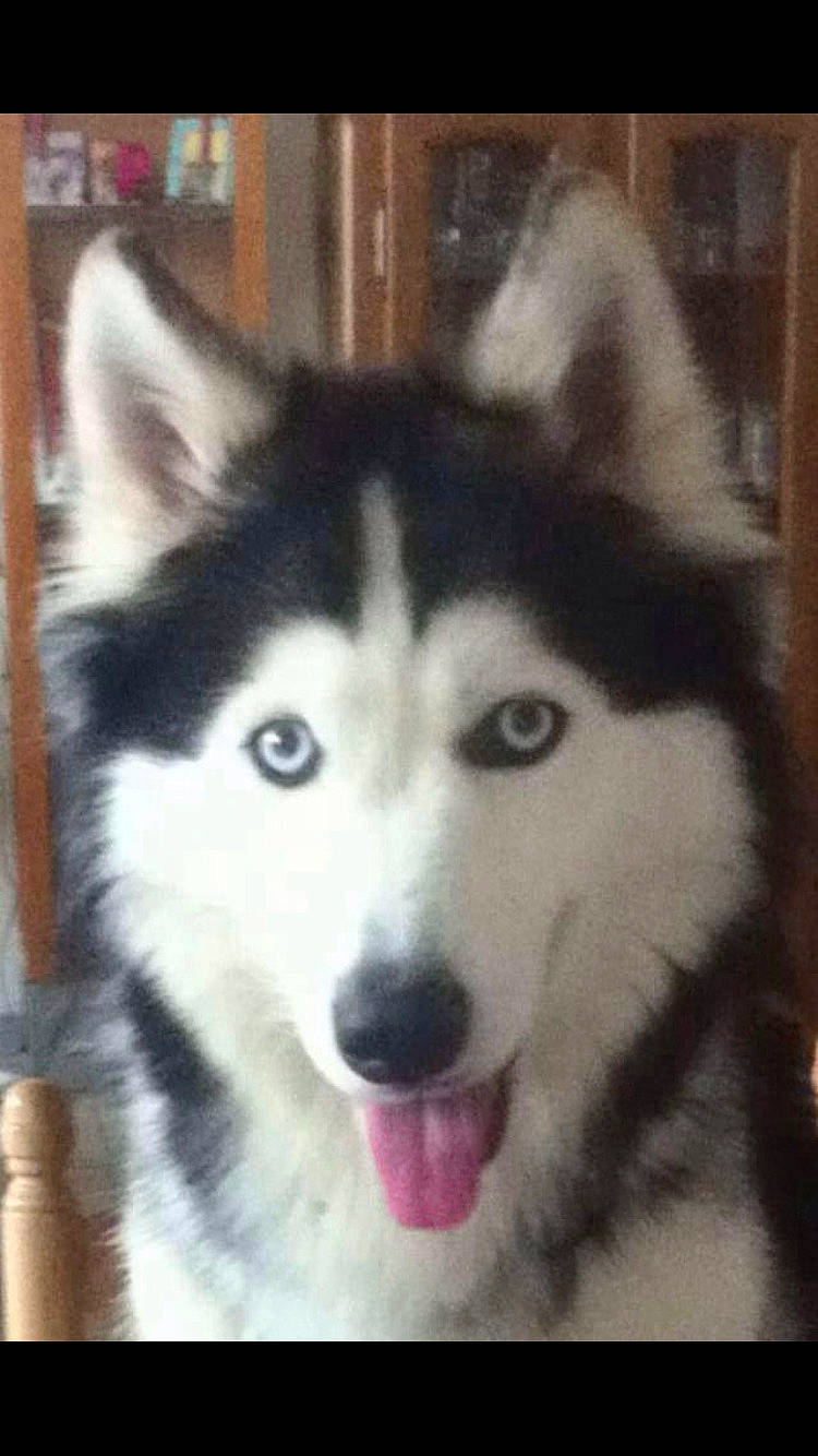 Isis Et Louna a rejoint le concours — aidez-le/la à gagner de superbes lots ! ancient_dog_breeds, canidae, canis, carnivore, companion_dog, dog, dog_breed, fur, jaw, non_sporting_group, pet_supply, sled_dog, snout, sporting_group, terrestrial_animal, whiskers, wolf, working_animal, working_dog