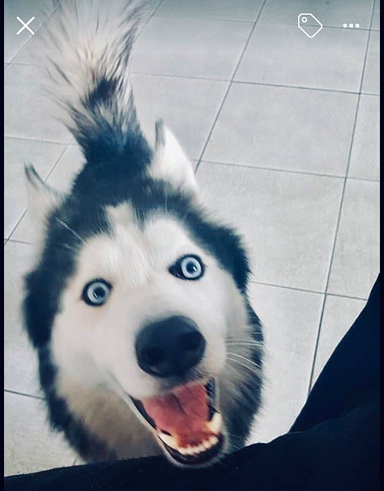 Isis Et Louna participe au concours pour gagner de l'argent avec cette photo : art, canidae, canis, carnivore, companion_dog, dog, dog_breed, electric_blue, eye, fang, fur, happy, iris, sky, sled_dog, snout, terrestrial_animal, whiskers, wolf, working_animal