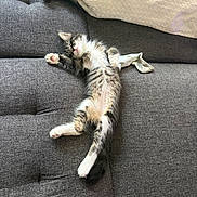 Ashtray is registered to the contest to win money with this photo: cat, couch, cozy, cute, domestic_animal, fur, furniture, grey_couch, indoor, kitten, knitted_item, paw, pet, pink_pads, relaxed, resting, sleeping, small, sock, texture