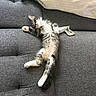 cat, couch, cozy, cute, domestic_animal, fur, furniture, grey_couch, indoor, kitten, knitted_item, paw, pet, pink_pads, relaxed, resting, sleeping, small, sock, texture