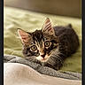 Ashtray joined the competition — help win amazing prizes! animal, bed, blanket, cat, close_up, cozy, cute, domestic, eyes, feline, fur, indoor, kitten, pet, portrait, relaxed, soft, tabby, whiskers, young