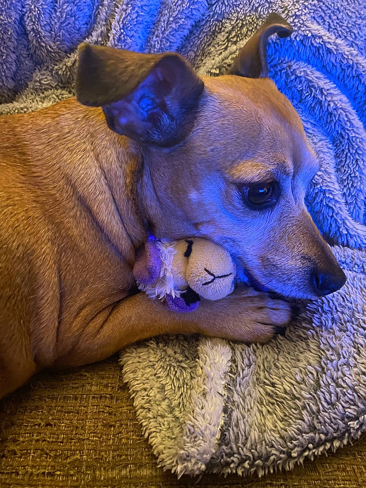 Cinnamon is registered to the contest to win money with this photo: blue, canidae, carnivore, companion_dog, dog, dog_breed, dog_collar, dog_supply, electric_blue, fawn, fur, paw, pet_supply, puppy, purple, snout, sporting_group, toy_dog, whiskers, working_animal