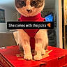 Luna is registered to the contest to win money with this photo: cat, pizza_box, red_harness, indoor, furniture, table, pet, animal, cute, domestic_cat, whiskers, ears, face, sitting, funny_text, cozy, living_room, box_stack, playful, closeup