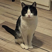 Sosa is registered to the contest to win money with this photo: cat, black_and_white, sitting, floor, wooden_floor, indoor, pet, animal, feline, curious, whiskers, ears, tail, paws, domestic_cat, looking, cute, fur, close_up, household