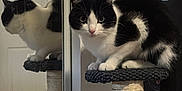 Sosa is registered to the contest to win money with this photo: cat, black_and_white, cat_tree, mirror, indoor, pet, feline, reflection, fur, whiskers, tail, floor, door, wall, home, animal, curious, perched, soft_light, cozy