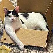 Coraline is registered to the contest to win money with this photo: black_spots, box, cardboard_box, carpet, cat, close_up, cozy, domestic_cat, ears, fur, hanging_toy, indoor, looking_at_camera, paw, pet, portrait, sitting, toy, whiskers, white_cat