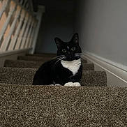 Sprinkles joined the competition — help win amazing prizes! cat, tuxedo_cat, stairs, carpet, indoor, pet, animal, black_and_white, whiskers, curious, feline, home, banister, wall, quiet, sitting, looking, cute, domestic_cat, soft_lighting