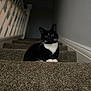 cat, tuxedo_cat, stairs, carpet, indoor, pet, animal, black_and_white, whiskers, curious, feline, home, banister, wall, quiet, sitting, looking, cute, domestic_cat, soft_lighting