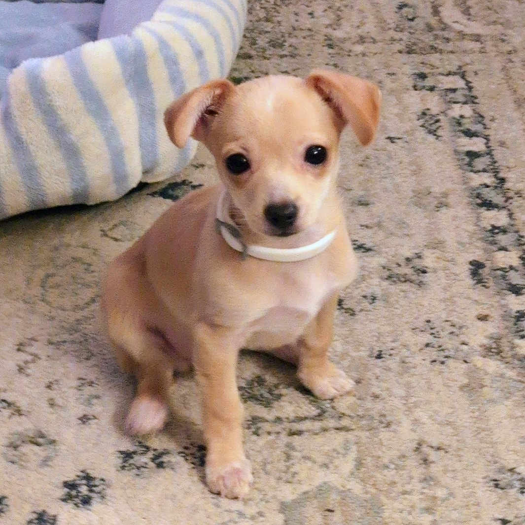 Lemon Layne is registered to the contest to win money with this photo: adorable, animal, carpet, collar, companion, cute, dog, domestic, ears, eyes, floor, fur, indoor, pet_bed, puppy, sitting, small, striped, tan, young
